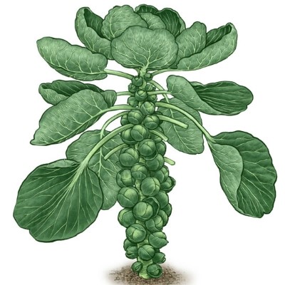 Brussel-Sprouts-sq_jpg.jpg