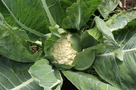 Cauliflower-in-garden1.jpg