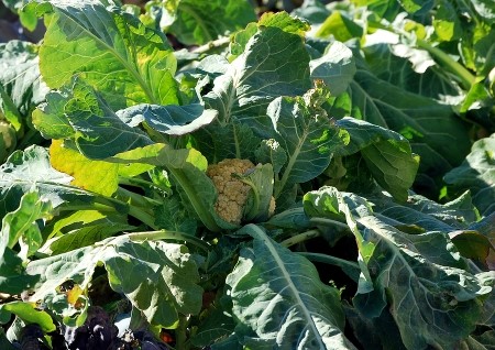 Cauliflower-plant.jpg